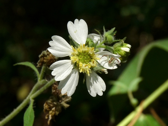 {Polymnia canadensis}